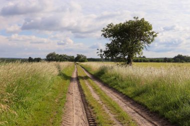 Kırsalda bir yol. Tarlalardan geçen bir yol manzarası. yaz günü.