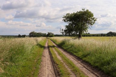 Yeşil buğday tarlasında toprak yol