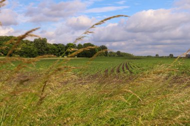 Hollanda 'nın kırsalında bir mısır tarlası.