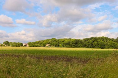 Yeşil çayır ve orman