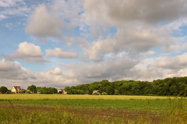 Kırsal alanda yeşil çimenler ve ağaçlar