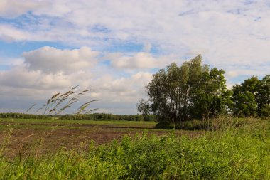 Yaz alan ve gökyüzü bulutlu