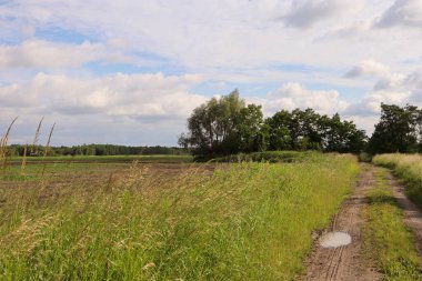 Yazın kırsal kesimde toprak bir yol olan manzara