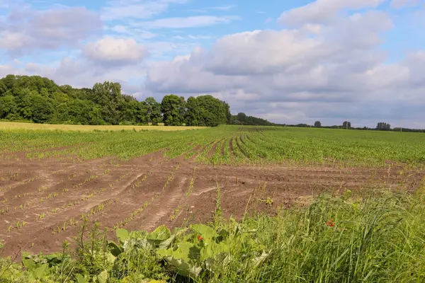 Büyük bir buğday tarlası ve bir traktör.