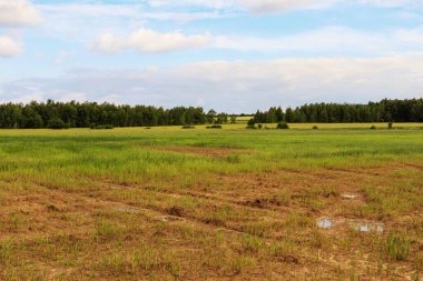 yeşil çimen ve mavi gökyüzü arkaplanda beyaz bulutlar
