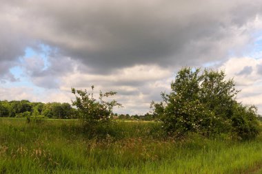 Gökyüzü bulutlu bir orman manzarası