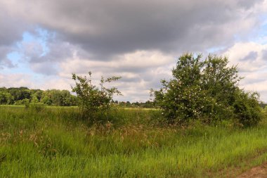 Yazın güzel yeşil çayır