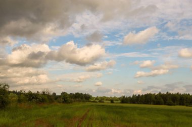 Çayırların, ağaçların ve otların yaz manzarası.
