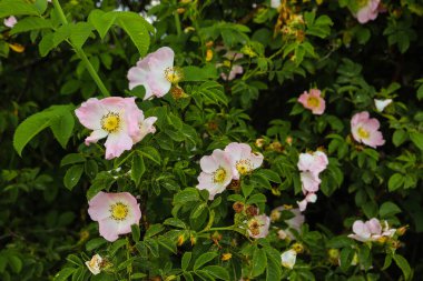 Pembe gül çiçeği yaklaş