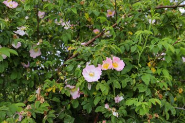 Bahçedeki pembe çiçekler