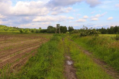 Mısır tarlasında bir köy yolu ve arka planda bulutlu bir gökyüzü.