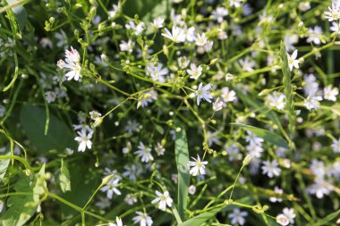 Bahçede beyaz çiçekler