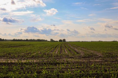 Güneşli bir günde mısır tarlası. tarım arazisi