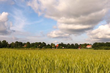 Mavi gökyüzü olan kırsal bir arazinin güzel manzarası.