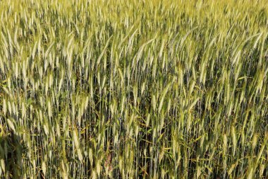 Tayland 'da pirinç bitkisi