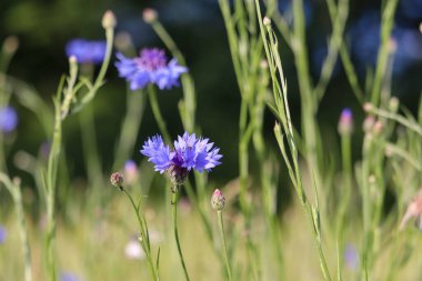 Bahçedeki güzel çiçekler tarladaki güzel çiçek mavi çiçekler ve yeşil çimenler