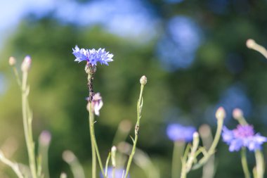 Bahçedeki mavi çiçek tarladaki güzel çiçek mavi çiçekler ve yeşil çimenler