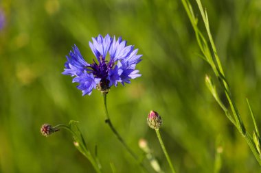 Tarlada çiçek, tarlada çiçek mavi çiçekler ve yeşil otlar.
