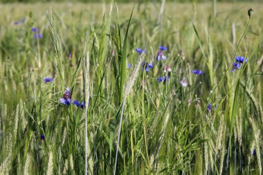 Yazın tarlada çiçekler
