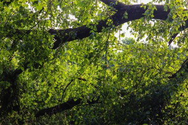 Ormanda yeşil yapraklar