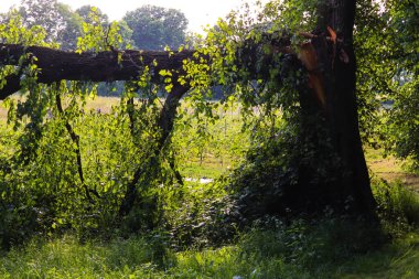 Yazın çayırdaki ağaç gövdesi
