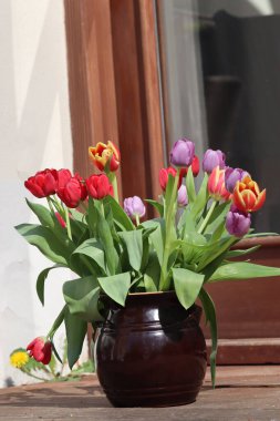 Ahşap bir arka planda vazoda renkli laleler