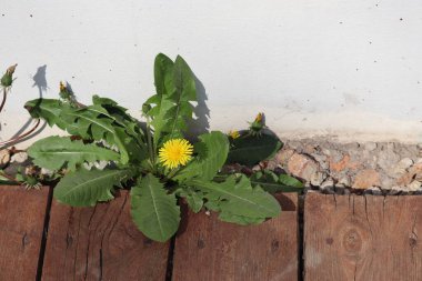 Bir evin duvarında yeşil yapraklar