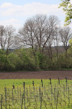 Kırsaldaki üzüm bağları