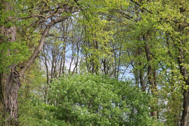 bahar manzarası. Ormanın arka planında yeşil ağaçlar ve çiçekler.