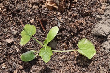 Bahçedeki genç bitki