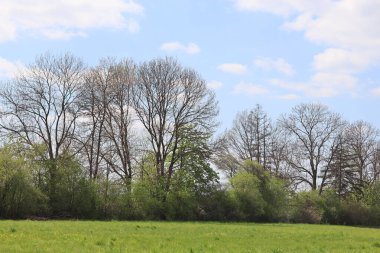 İlkbahar manzarası Ağaçlar ve yeşil çimenler