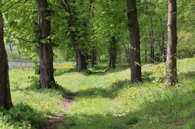 Yeşil ağaçlar, bitki örtüsü, yeşillik.