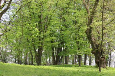 Ormanda yeşil ağaçlar ilkbahar manzarası 