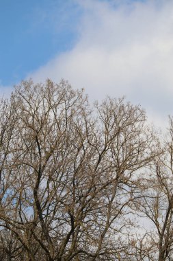 ağacın mavi gökyüzü ile