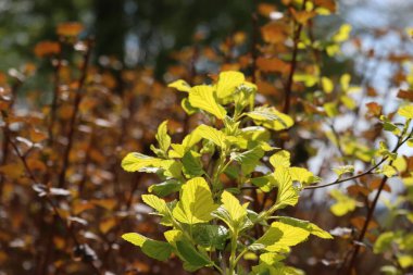 Bahçedeki bir ağacın yeşil yaprakları