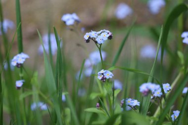 Bahçedeki mavi çiçek