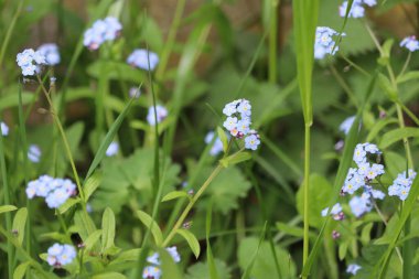 Unutma beni bahçede çiçek açma.
