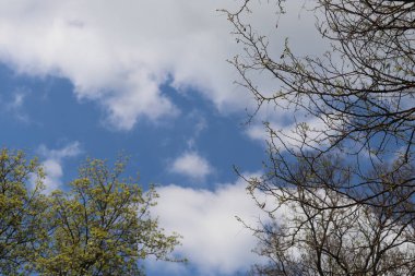 Ormanda bahar ağaçları