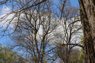 ağaç dalları bahar