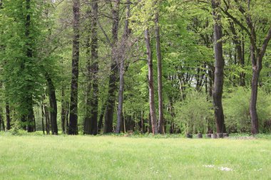 Yeşil park ve ağaçlar. Doğa