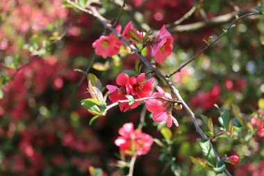 Kırmızı ve beyaz çiçek Bahçe