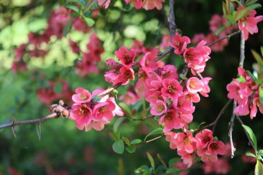 Bahçedeki güzel çiçekler