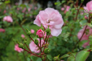 Bahçedeki güzel güller