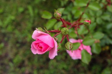 Bahçedeki yeşil arka planda pembe gül