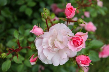 Bahçedeki pembe güller