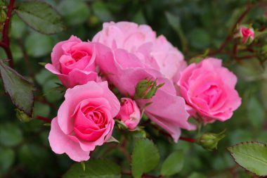 Bahçede pembe güller