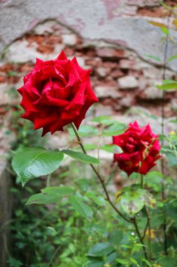 Bahçedeki kırmızı güller