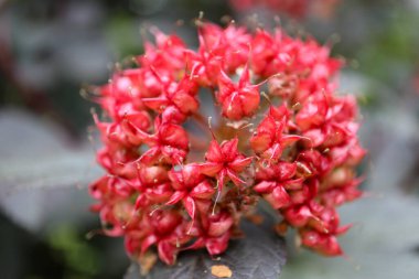 Bahçedeki kırmızı viburnum.