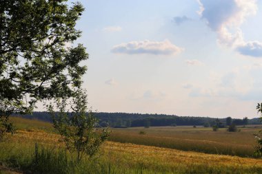 Alan buğday güneşli gün.