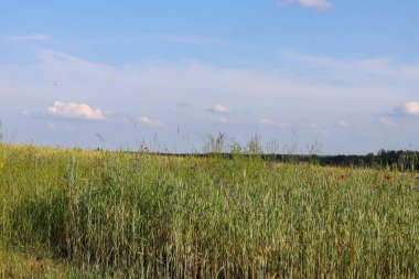 Çiçekler ve bitkilerle dolu yaz manzarası